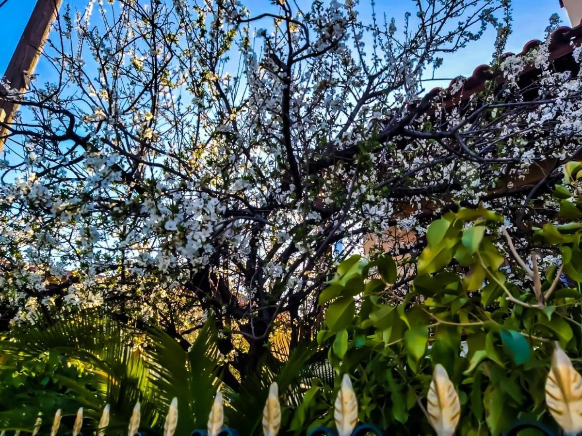 West Garden At Aigio By Greece Apartments المظهر الخارجي الصورة