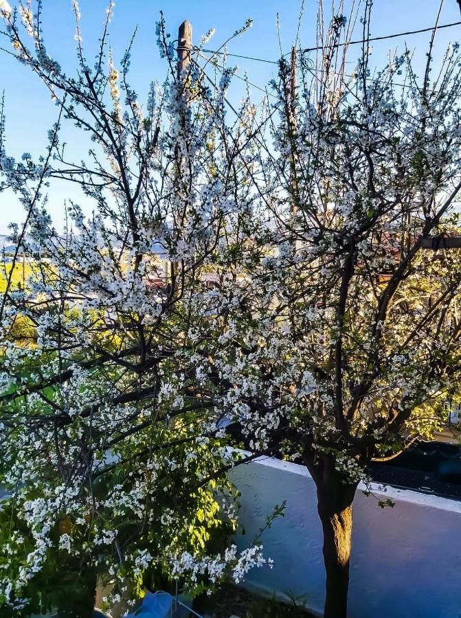 West Garden At Aigio By Greece Apartments المظهر الخارجي الصورة